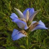 <i>Acanthus ilicifolius</i>  L.